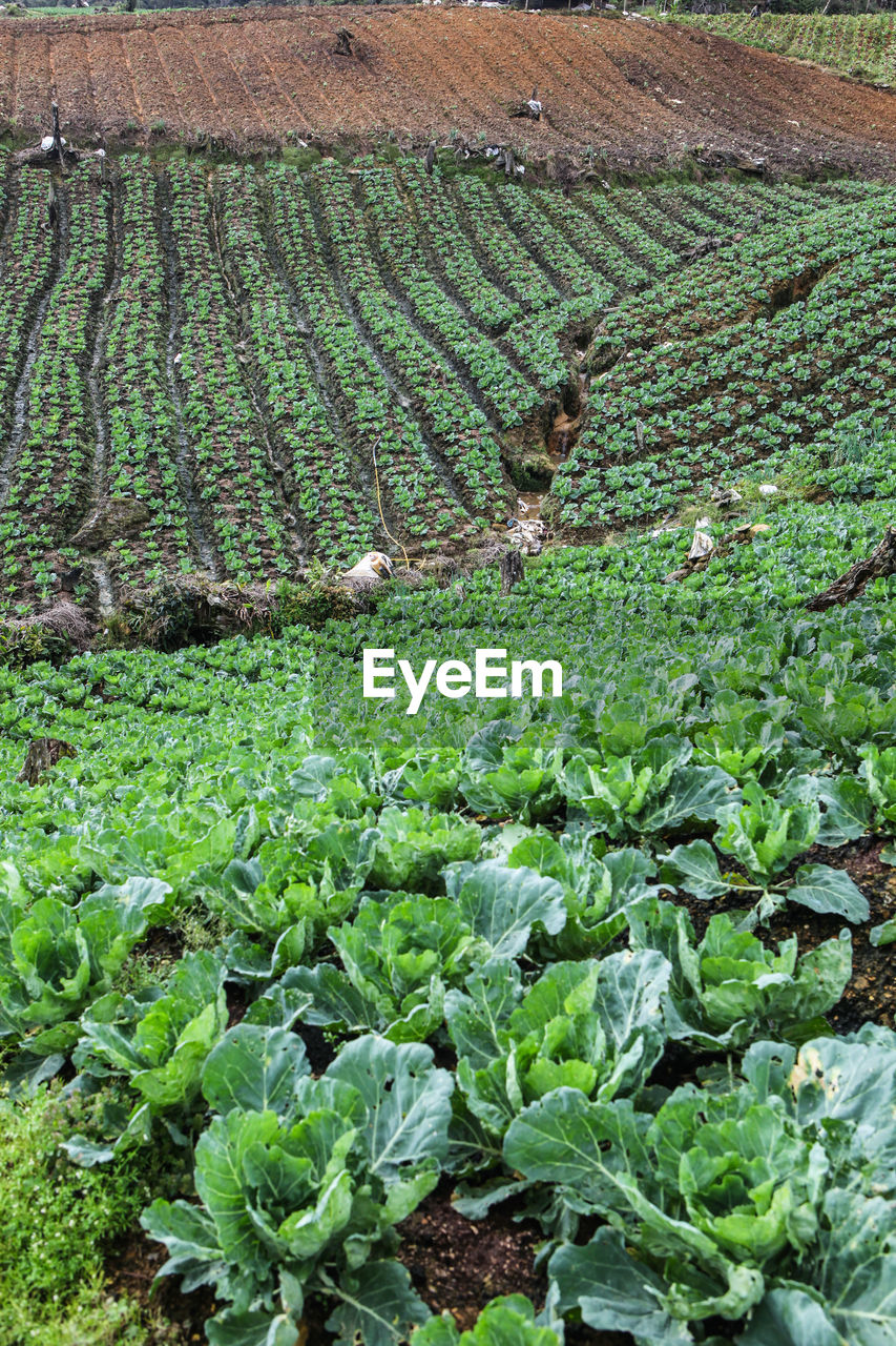 HIGH ANGLE VIEW OF RICE FIELD