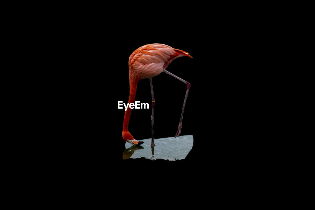 Close-up of flamingo bird over black background