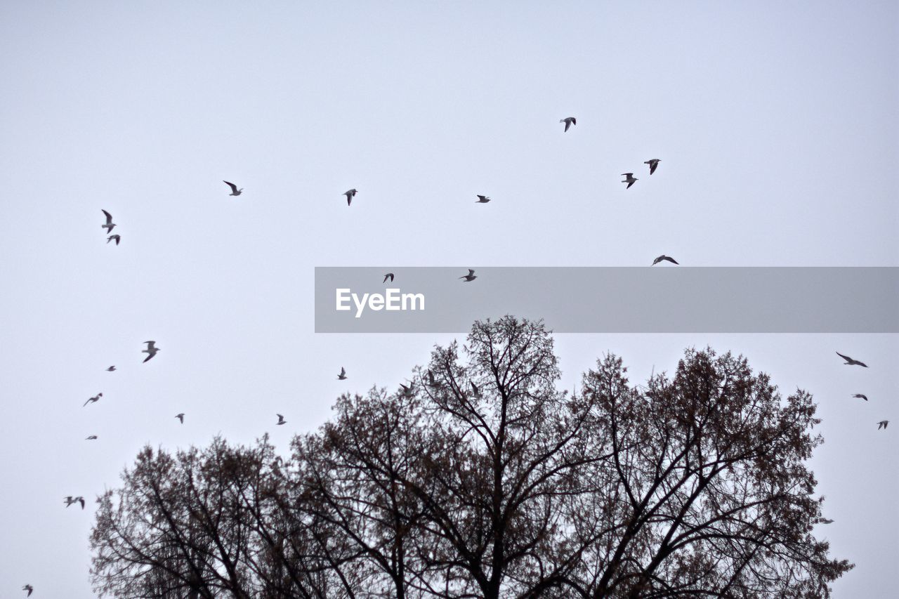 Low angle view of birds flying over trees against sky