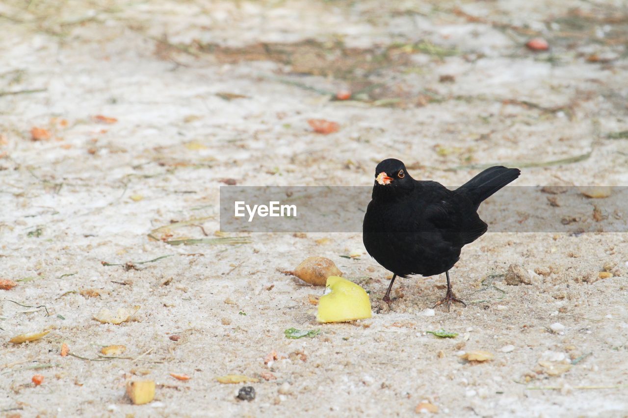 High angle view of bird perching on a land