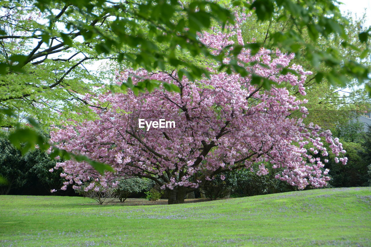 PINK FLOWERS ON TREE