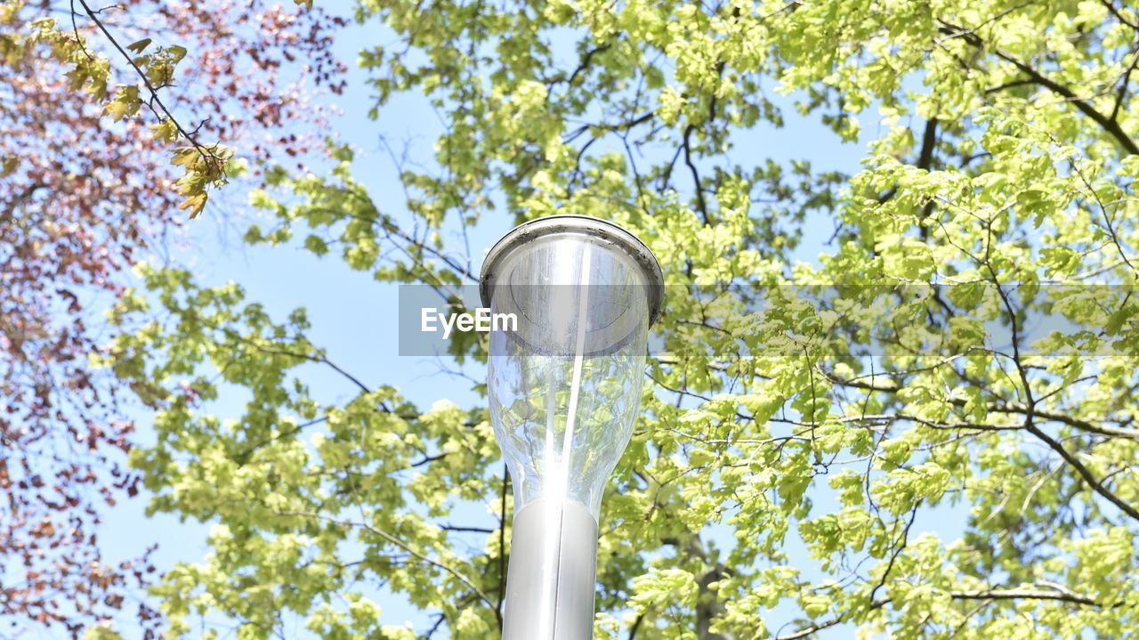 LOW ANGLE VIEW OF FLOWERING PLANTS ON TREE