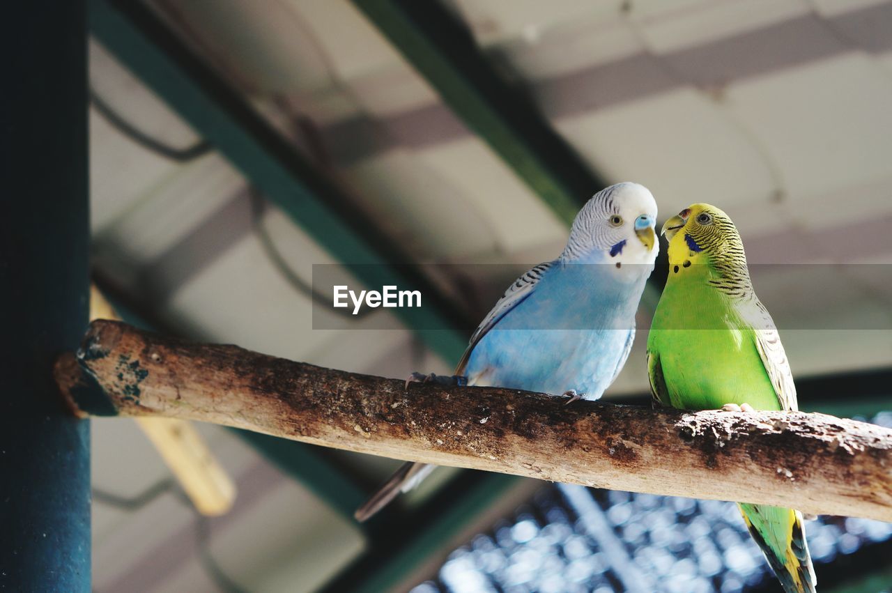 Close-up of parrots perching on branch