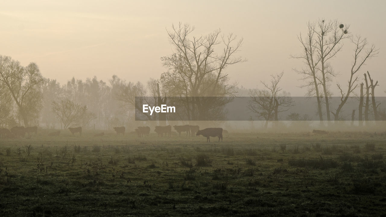 HORSE GRAZING ON FIELD AGAINST SKY