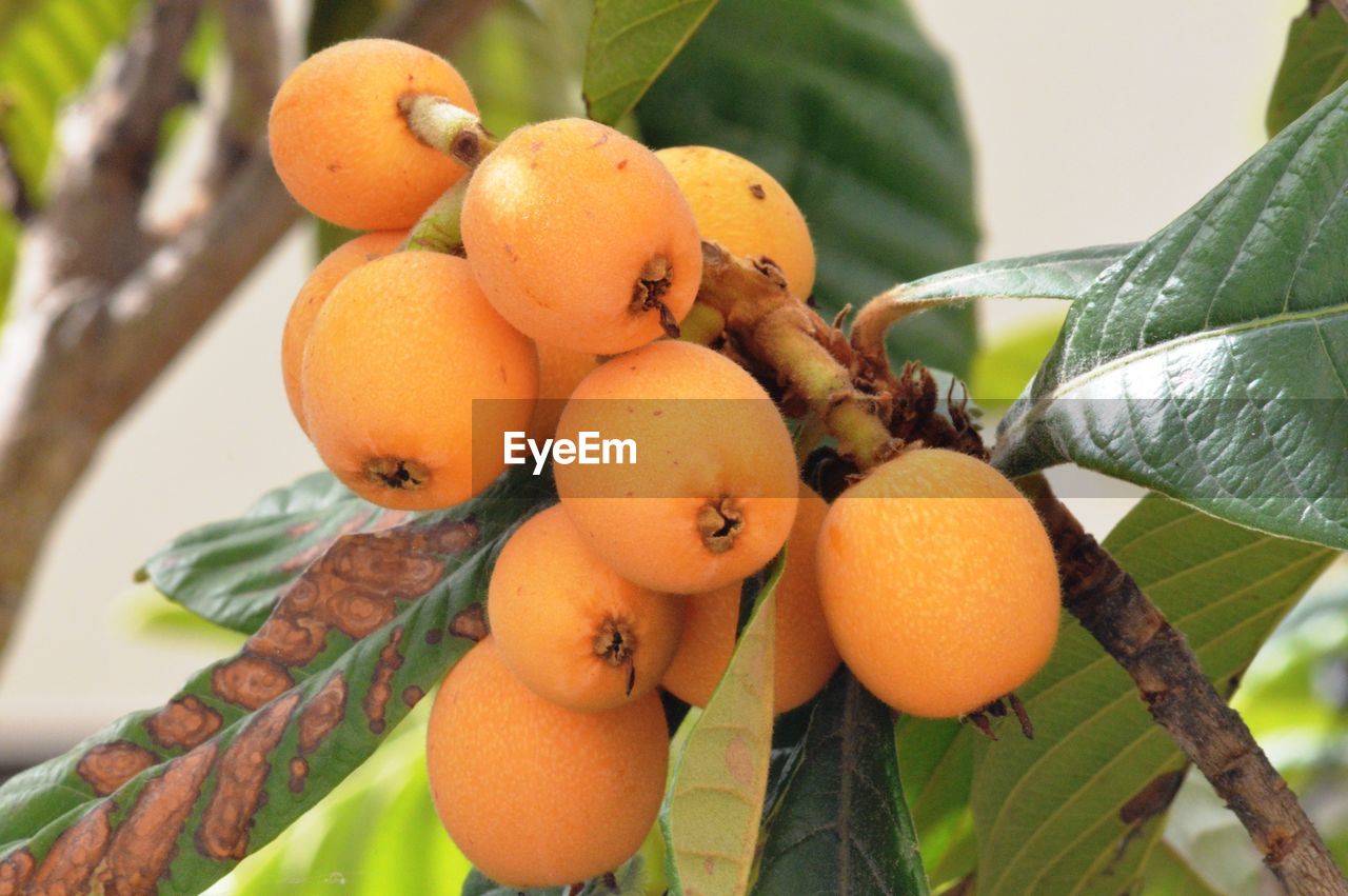 CLOSE-UP OF FRUITS ON TREE