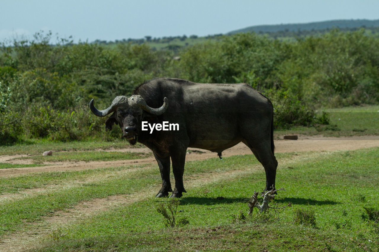 HORSE ON FIELD