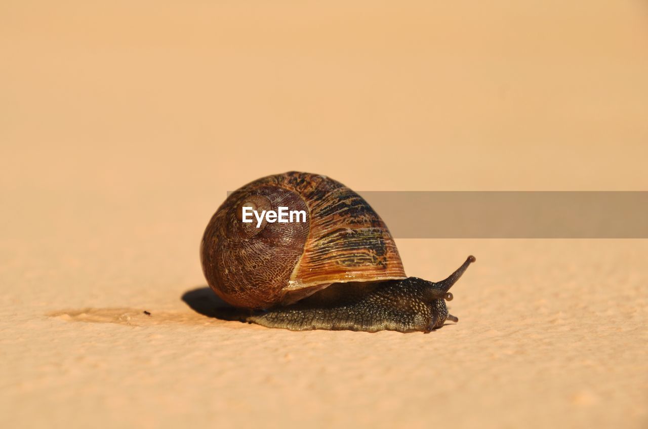 CLOSE-UP OF SNAIL ON THE GROUND