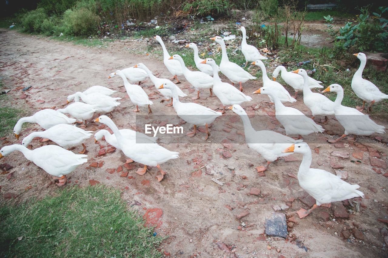 High angle view of white ducks