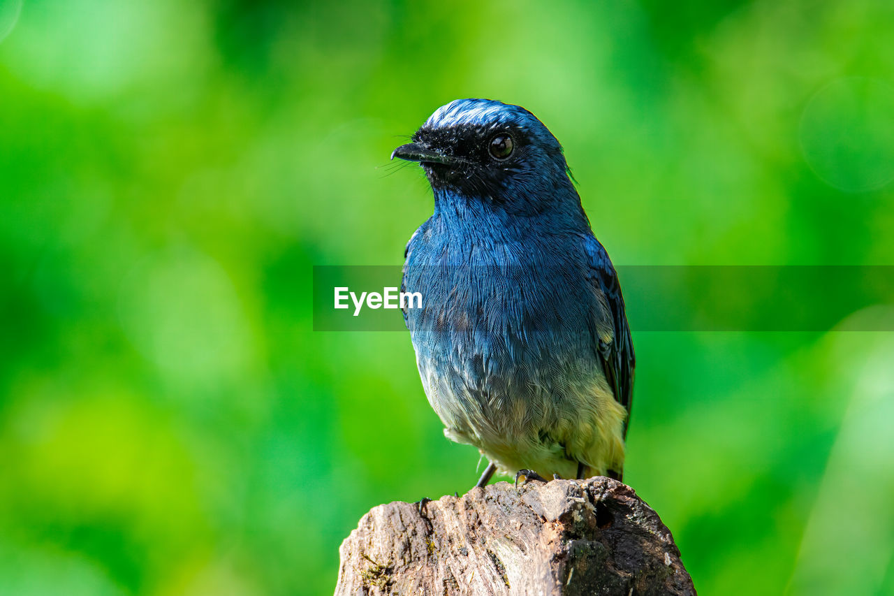 CLOSE-UP OF A BIRD