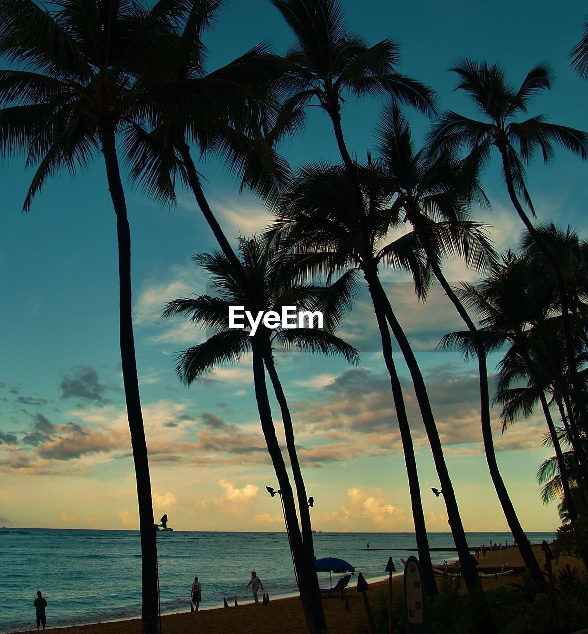 Silhouette palm trees on beach against sky during sunset