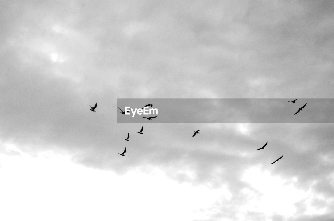 LOW ANGLE VIEW OF BIRDS FLYING IN SKY