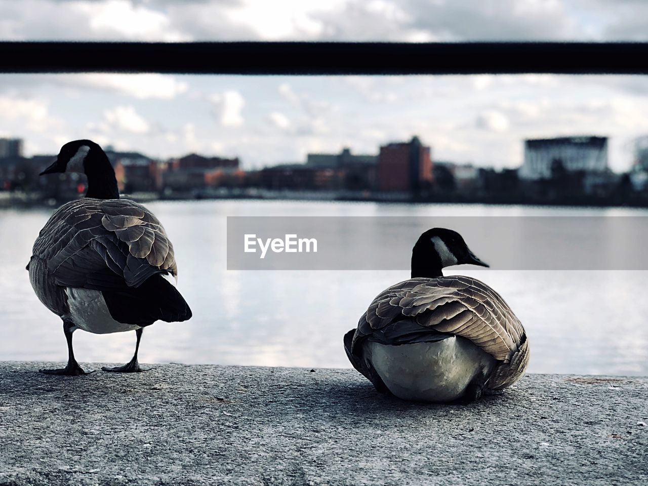 Close-up of canada geese at lakeshore in city