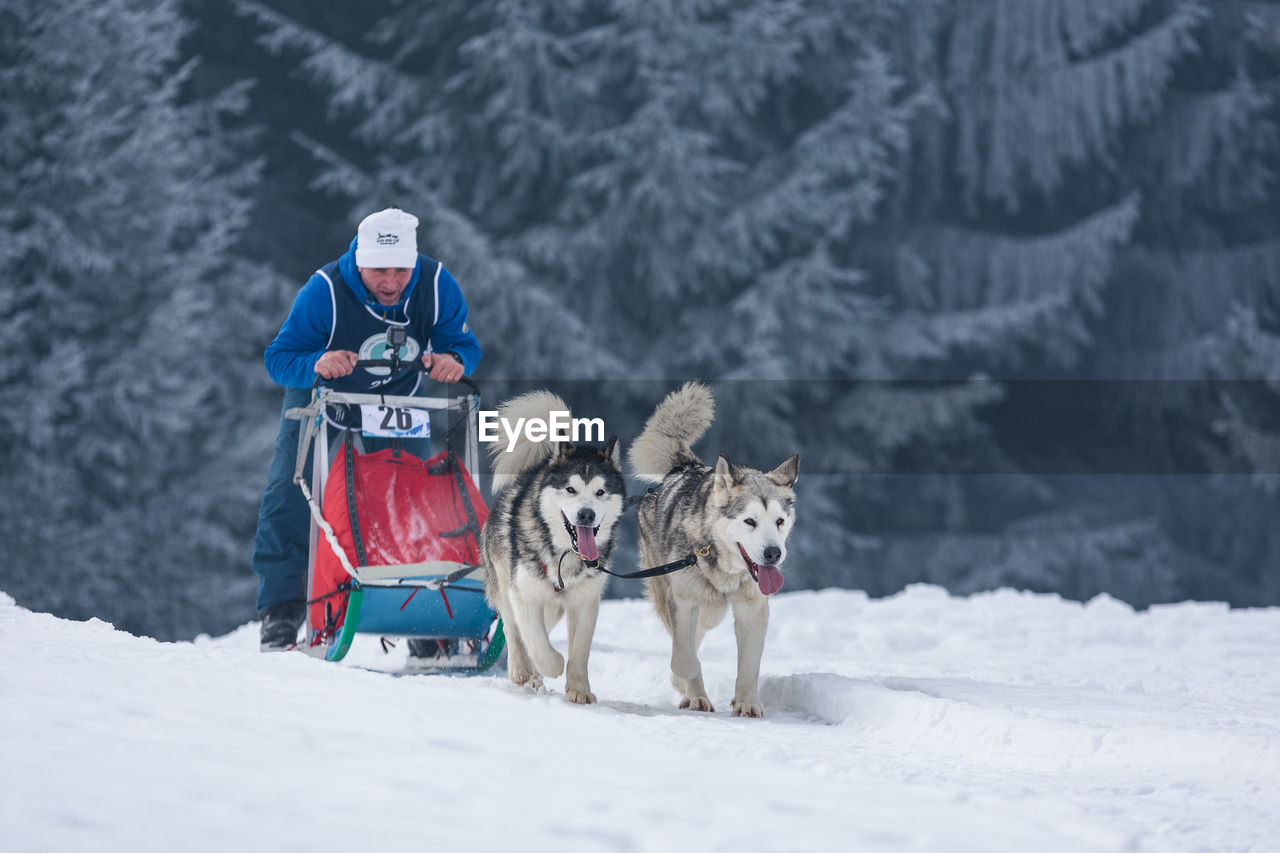 VIEW OF DOG ON SNOW