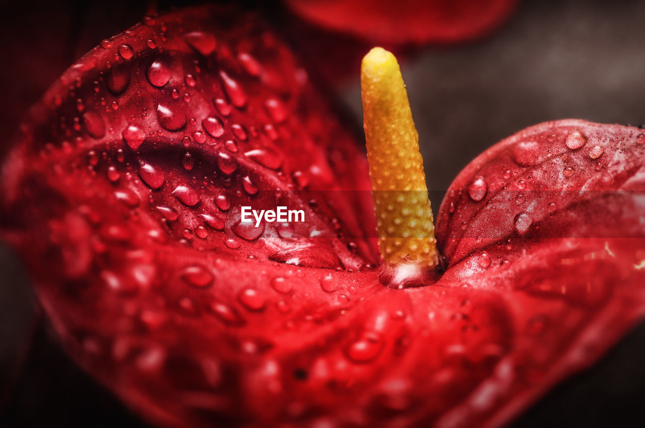 Close-up of wet red rose