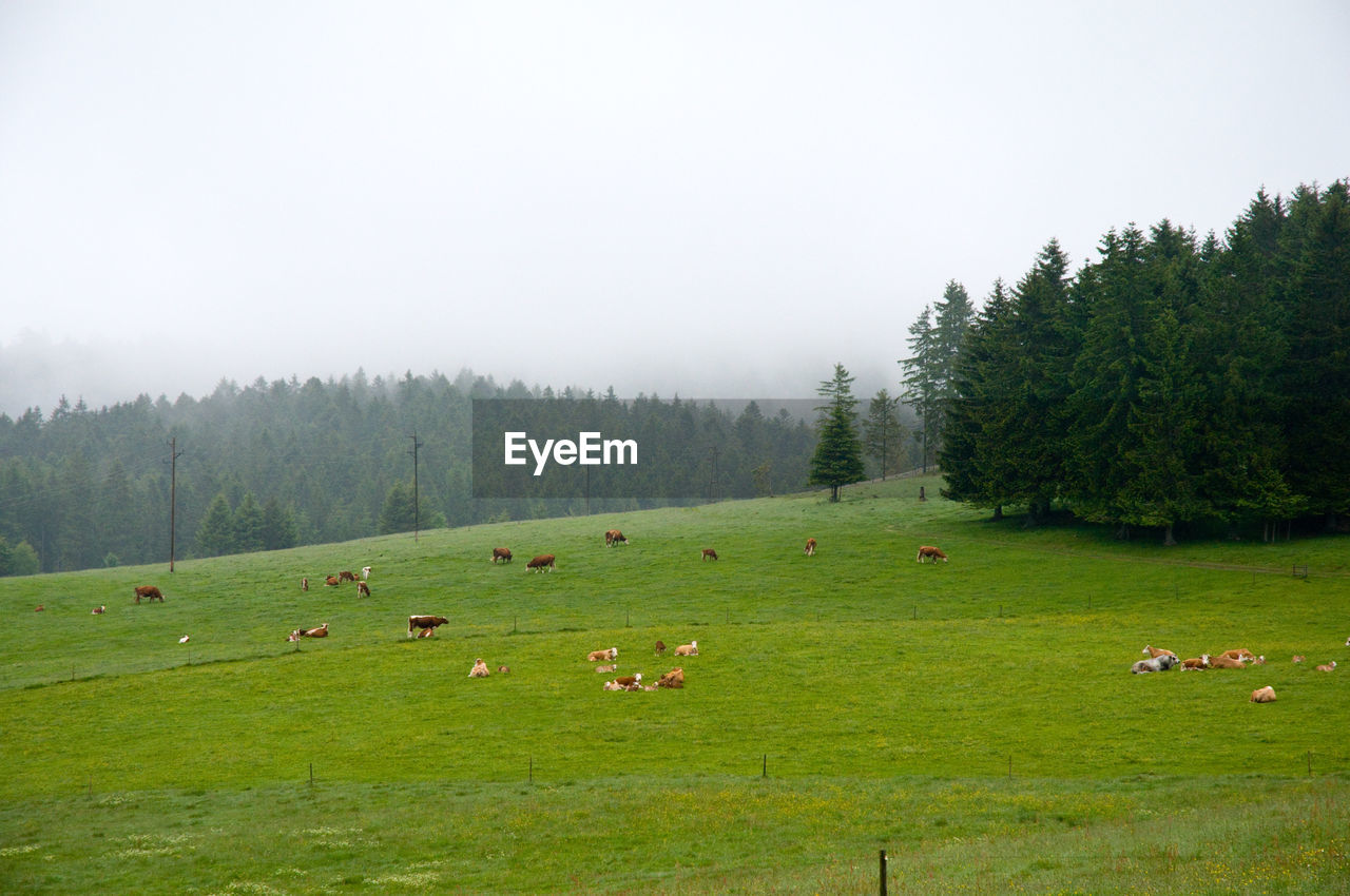 Meadow with cows in a foggy black forest