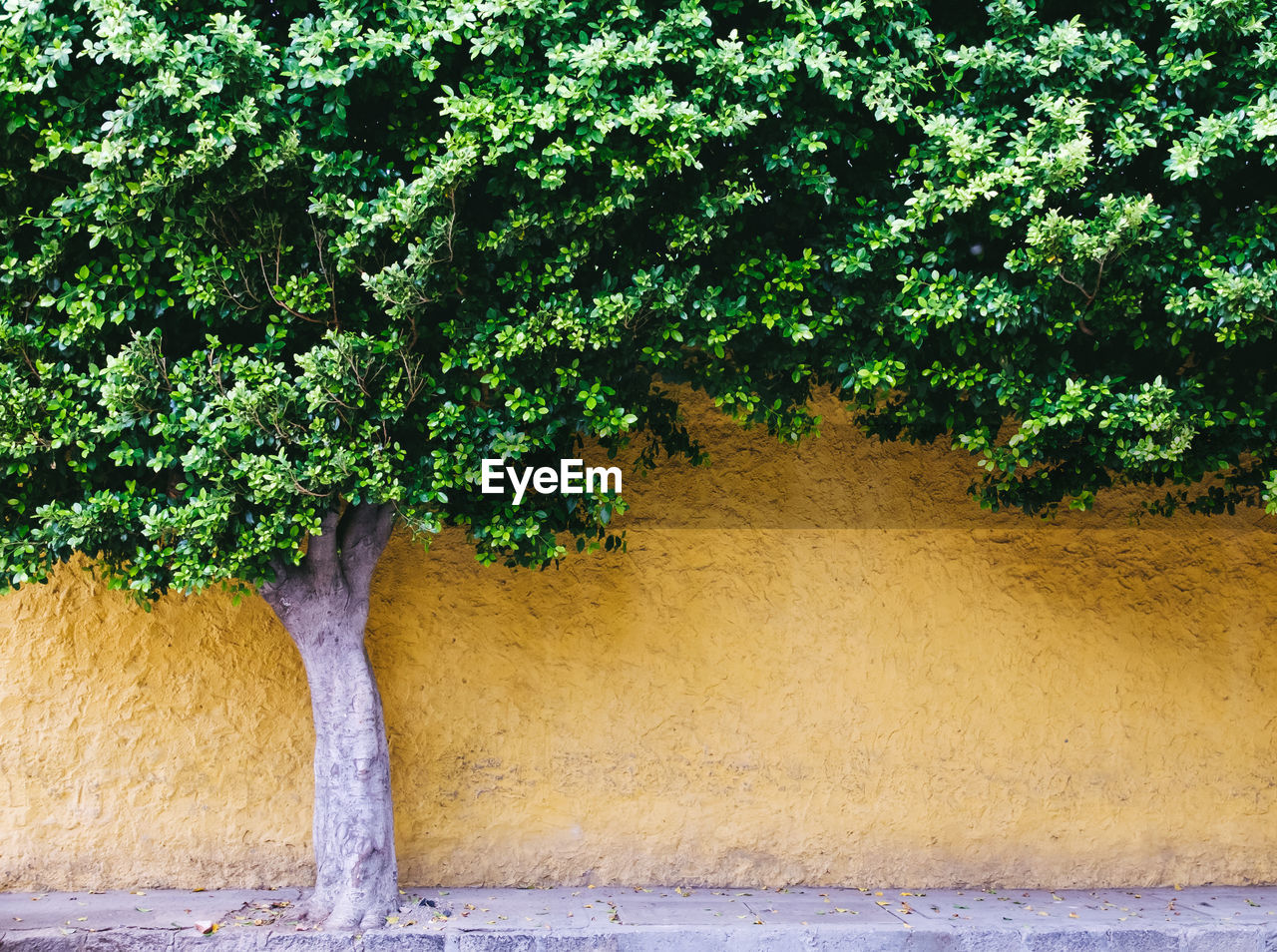 View of cropped tree against the wall