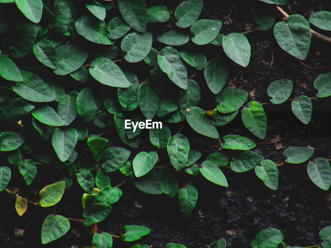 High angle view of leaves