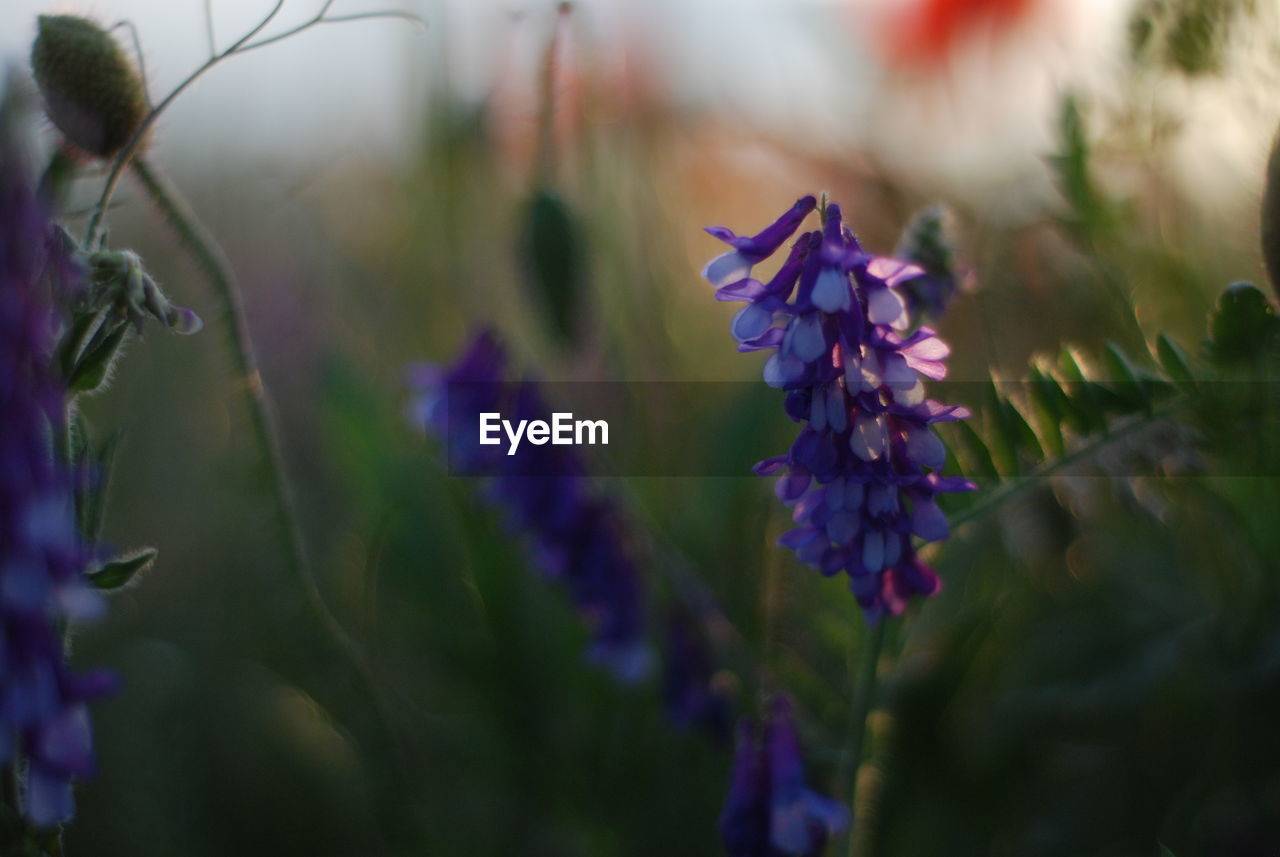 CLOSE-UP OF PURPLE FLOWER PLANT