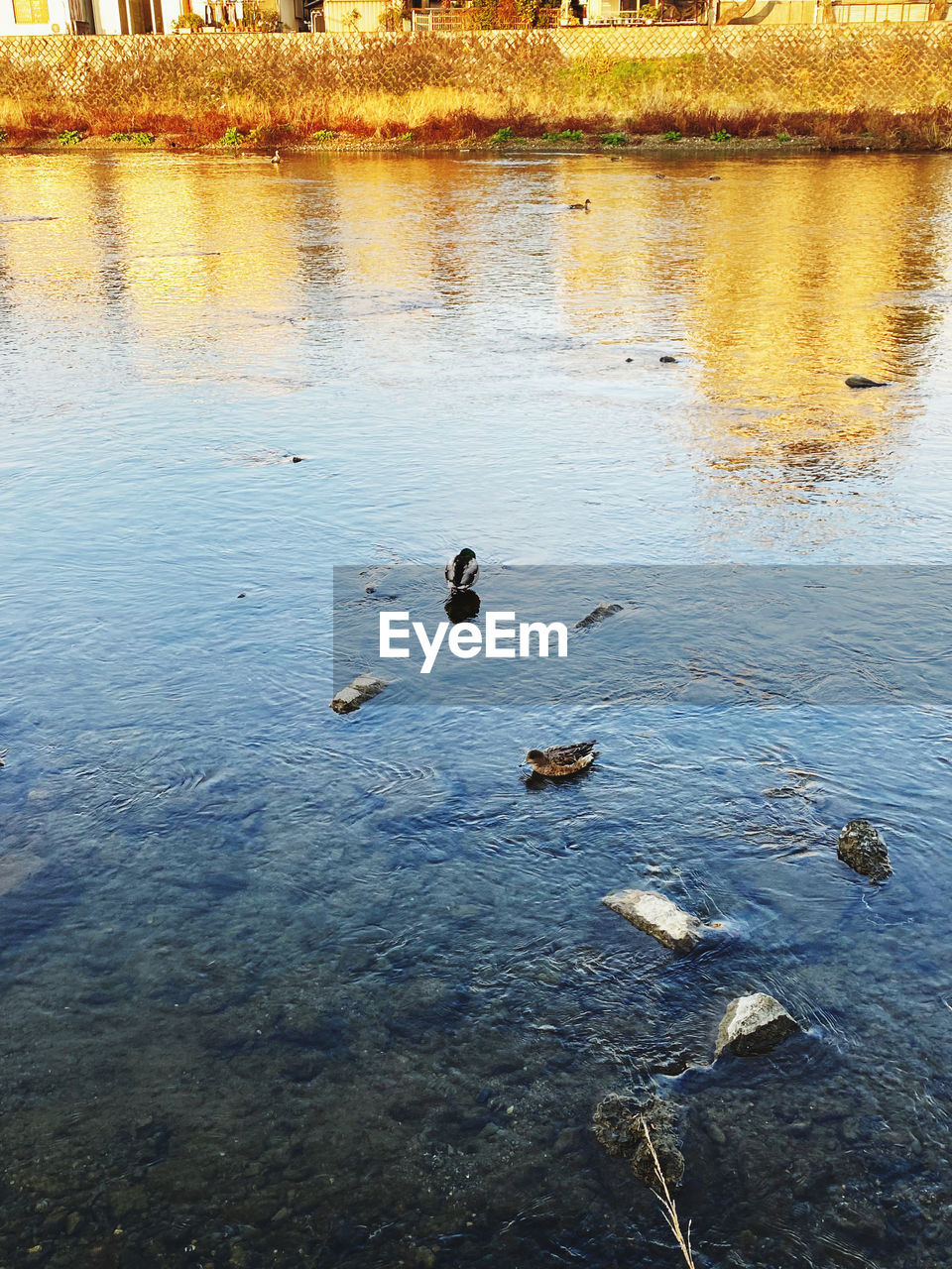HIGH ANGLE VIEW OF DUCKS FLOATING IN LAKE