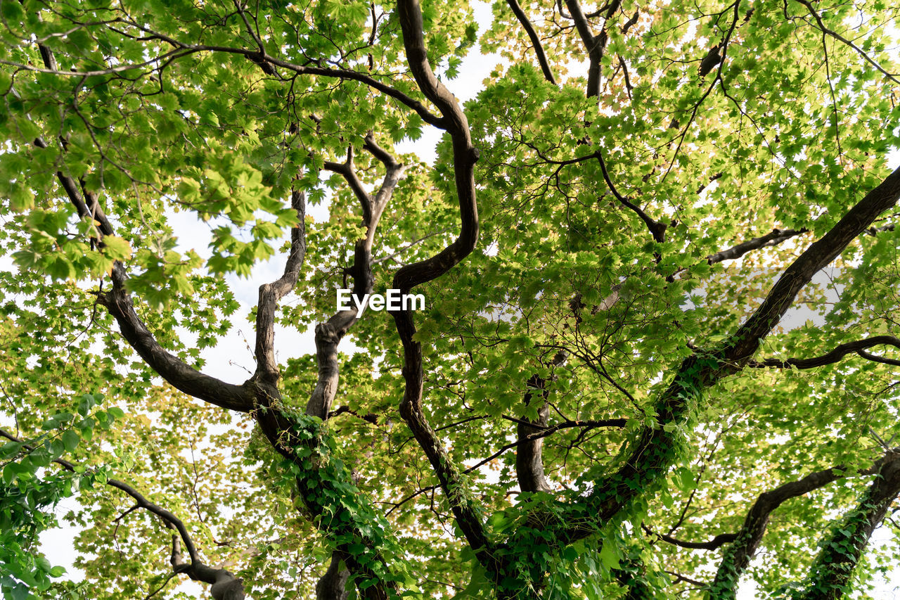 Low angle view of tree in forest
