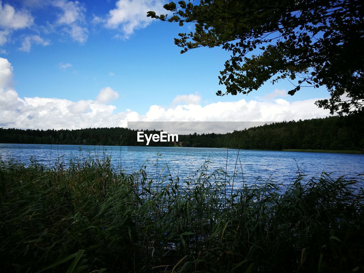 SCENIC VIEW OF LAKE IN FOREST