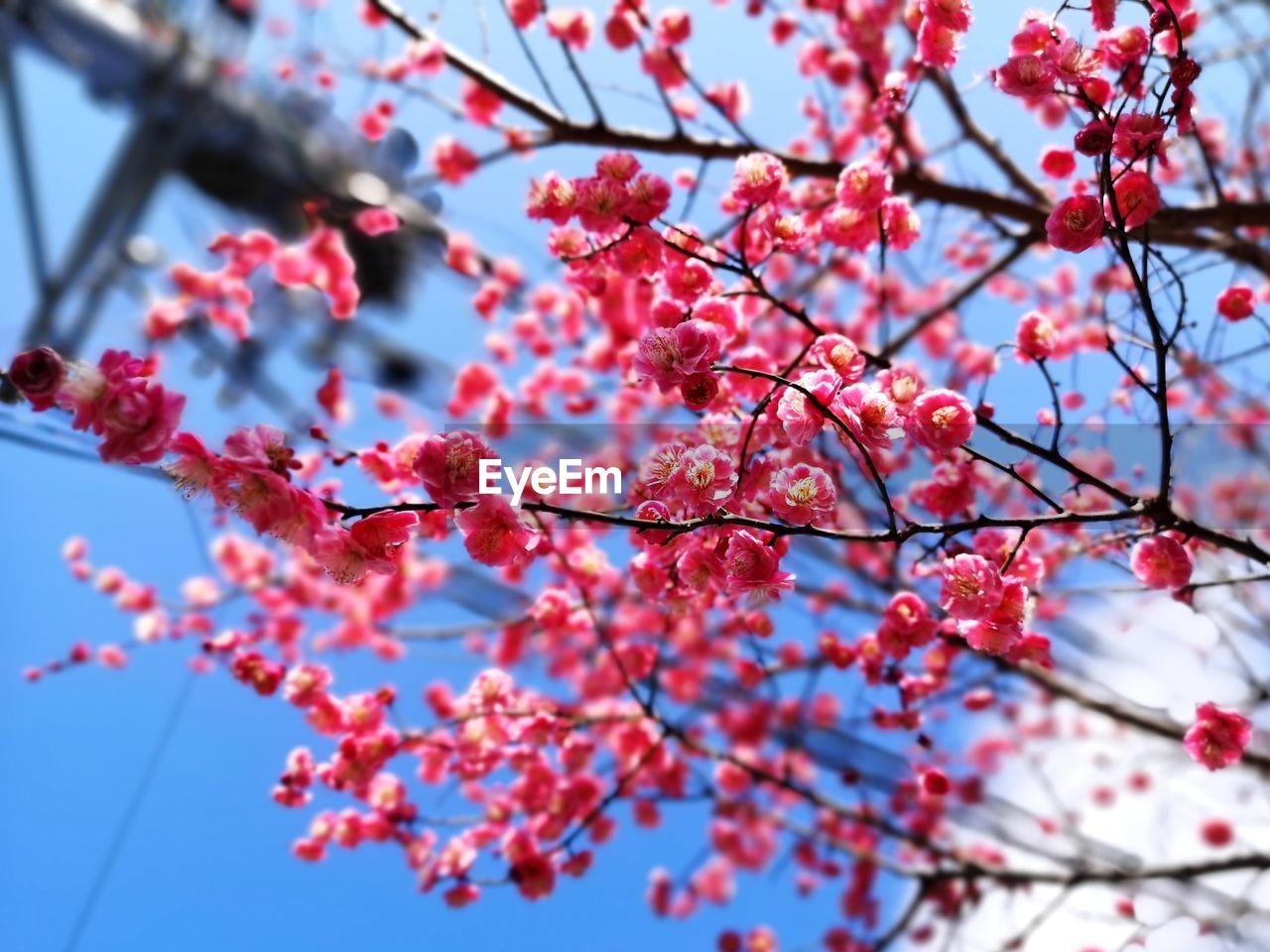 Low angle view of cherry blossoms against sky