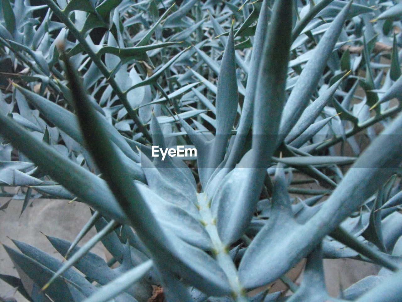 Detail shot of cactus plants