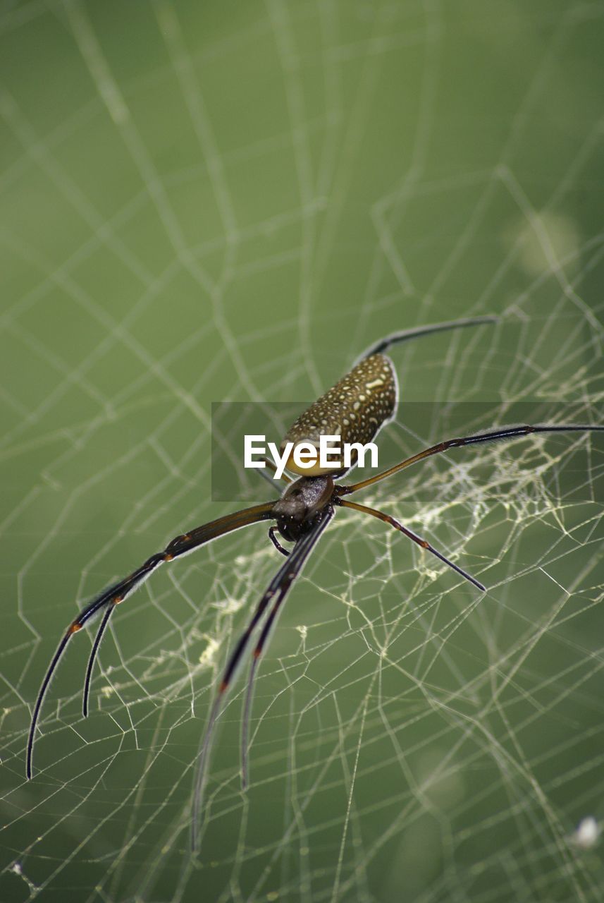 Close-up of spider and web