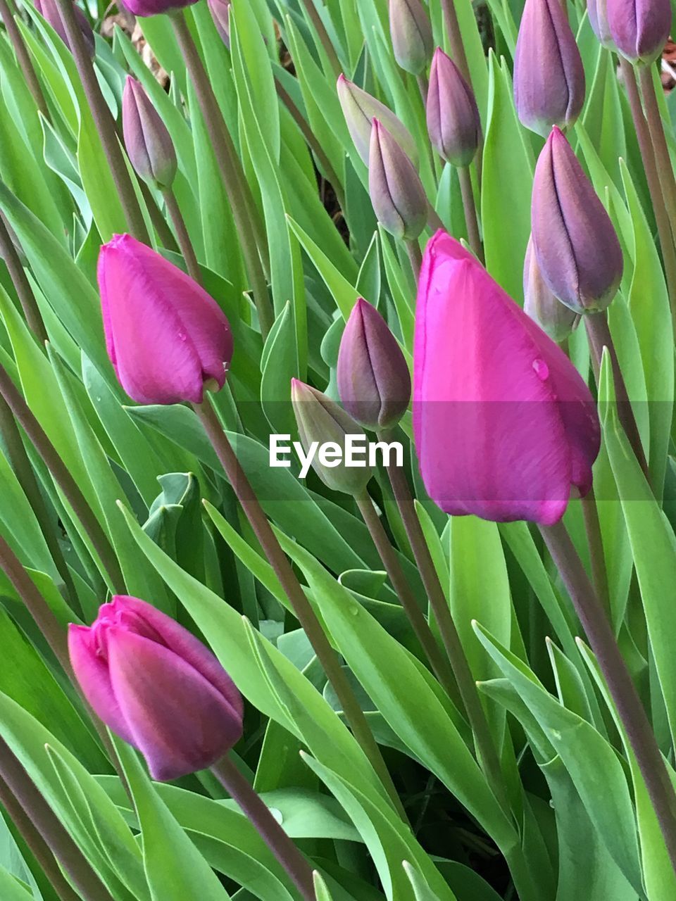 Close-up of pink flower blooming outdoors