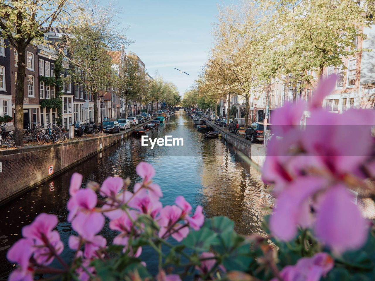 VIEW OF PINK FLOWERS IN CANAL