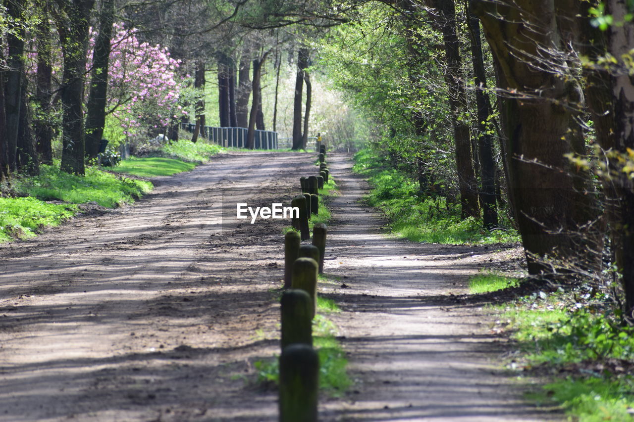 Surface level of footpath amidst trees in forest