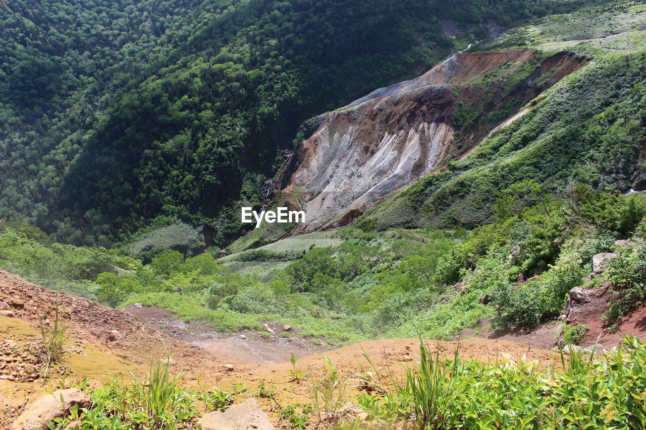 SCENIC VIEW OF TREES ON MOUNTAIN