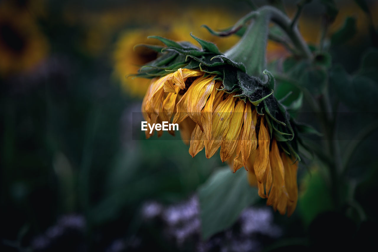 Close-up of wilted flower