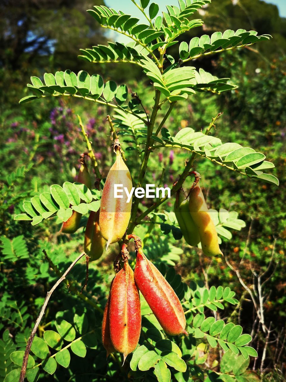 CLOSE-UP OF FRUITS GROWING ON PLANT