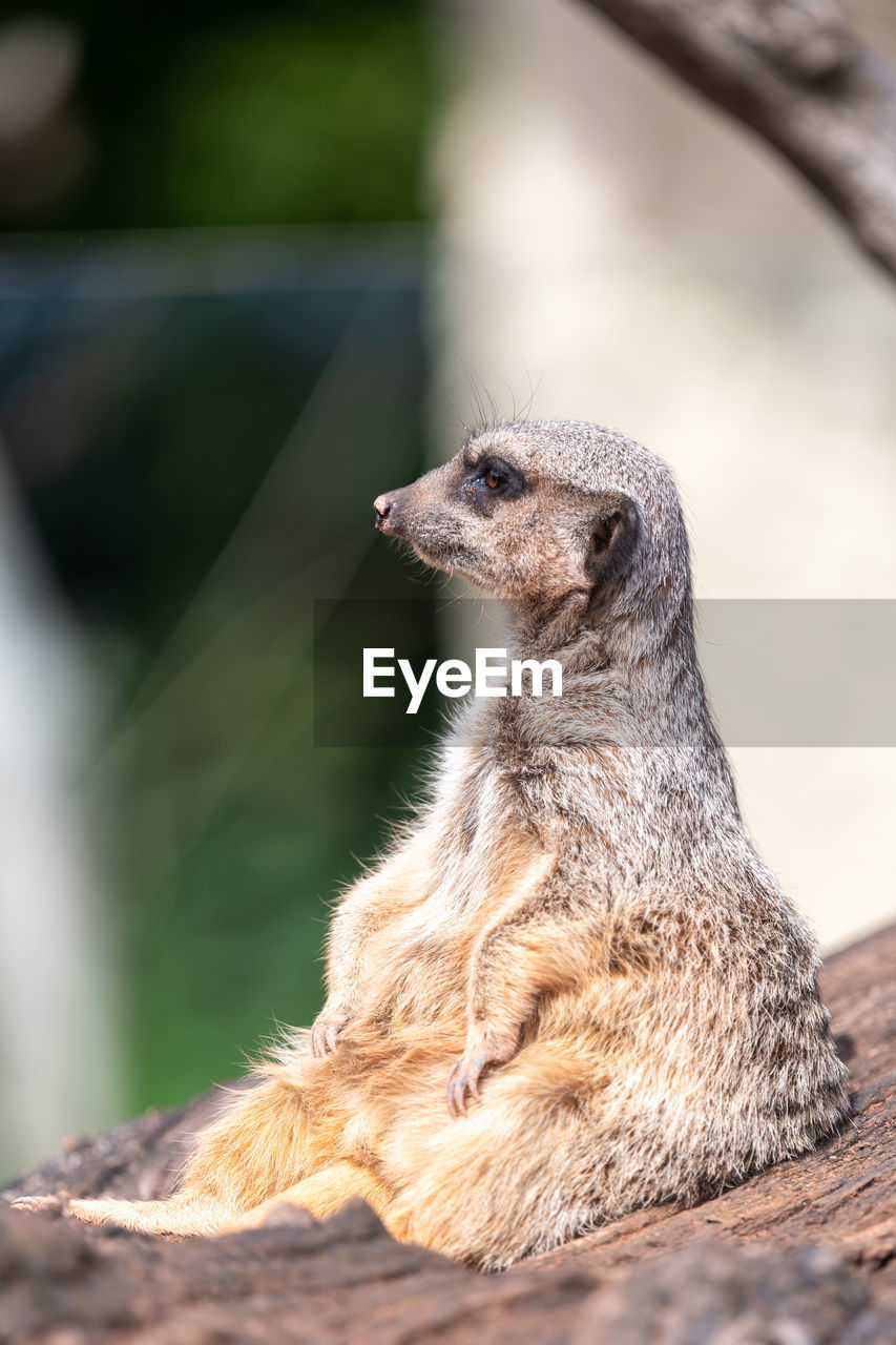 Portrait of a meerkat sitting on a log