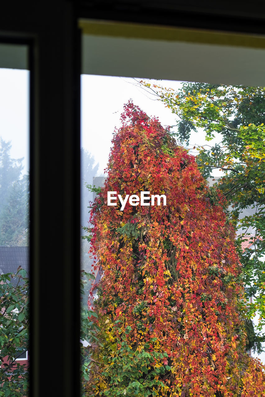 CLOSE-UP OF AUTUMN TREE AGAINST WINDOW