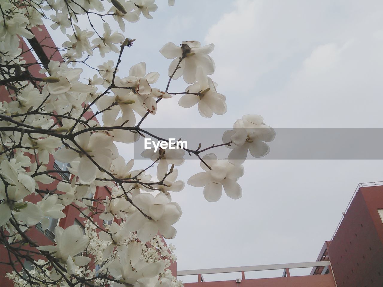LOW ANGLE VIEW OF WHITE FLOWERS BLOOMING ON TREE
