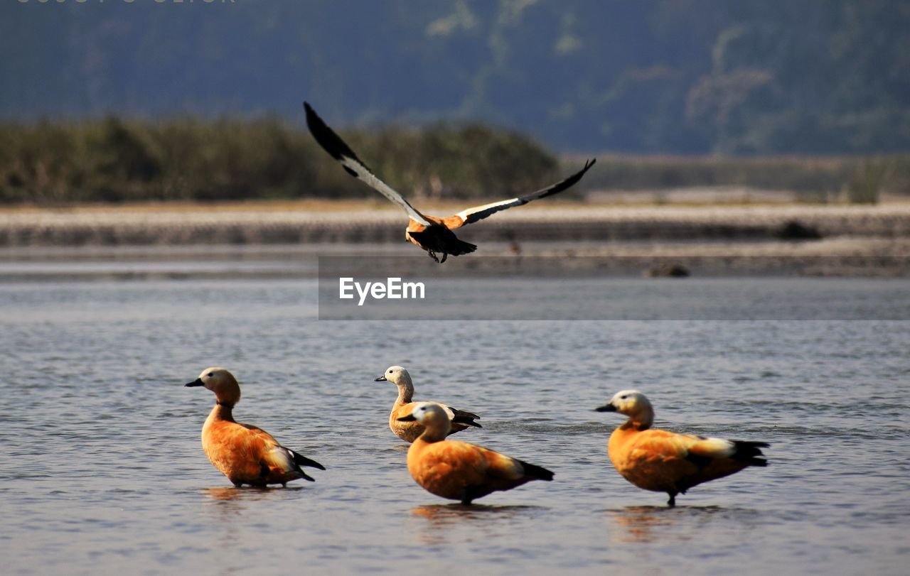 Migratory bird rudy shelducks on a river