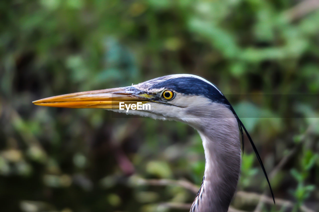 Close-up of great blue heron