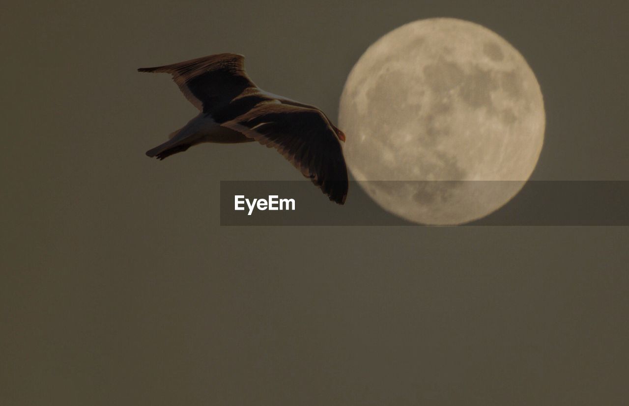 CLOSE-UP OF BIRDS FLYING AGAINST SKY