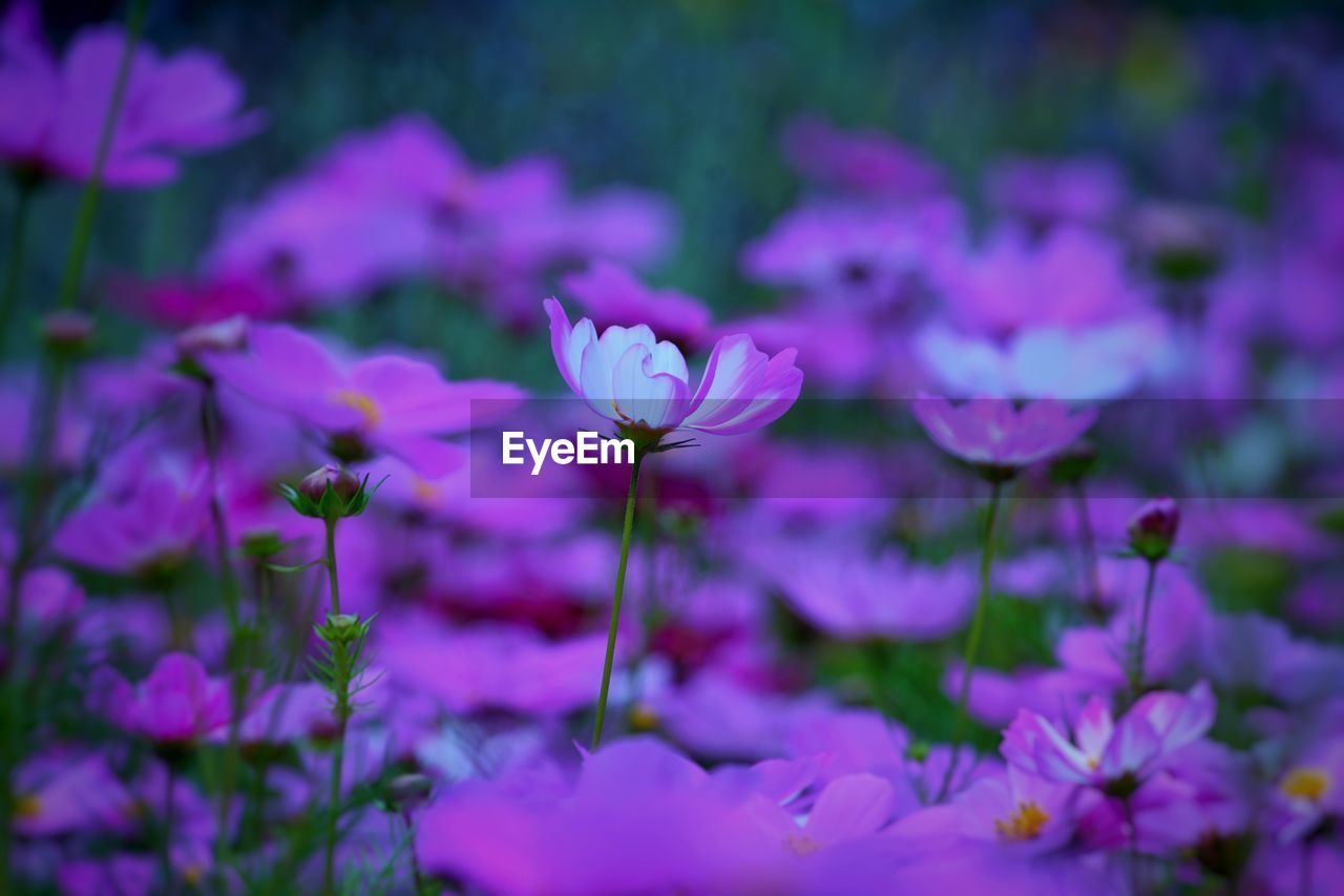 CLOSE-UP OF PURPLE FLOWERING PLANT