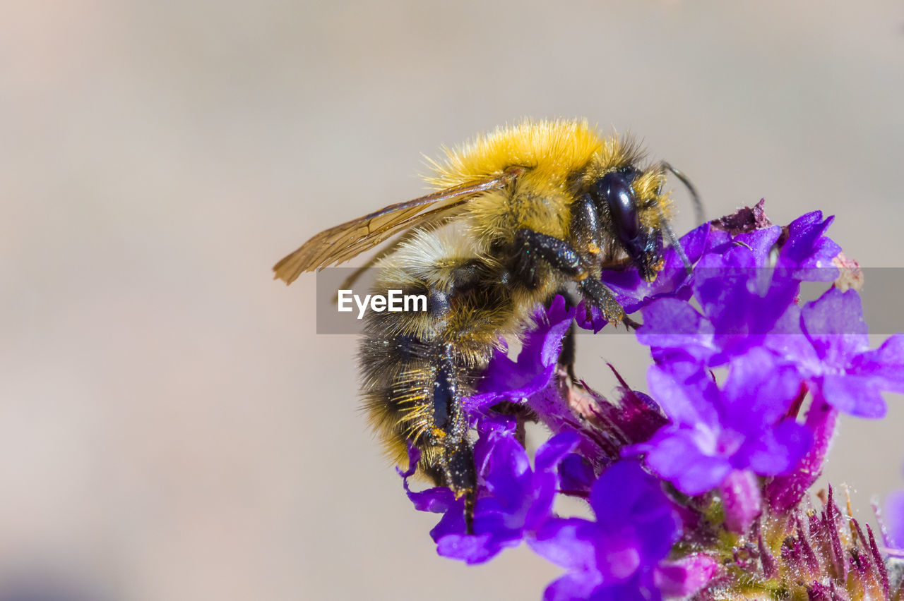 Close-up of bumblebee on purple flowers