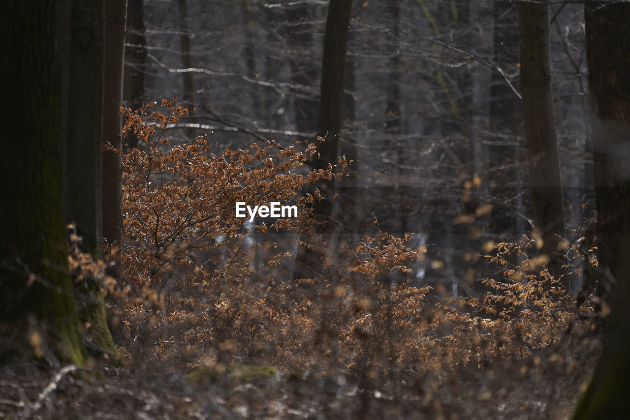 CLOSE-UP OF TREES GROWING ON FIELD