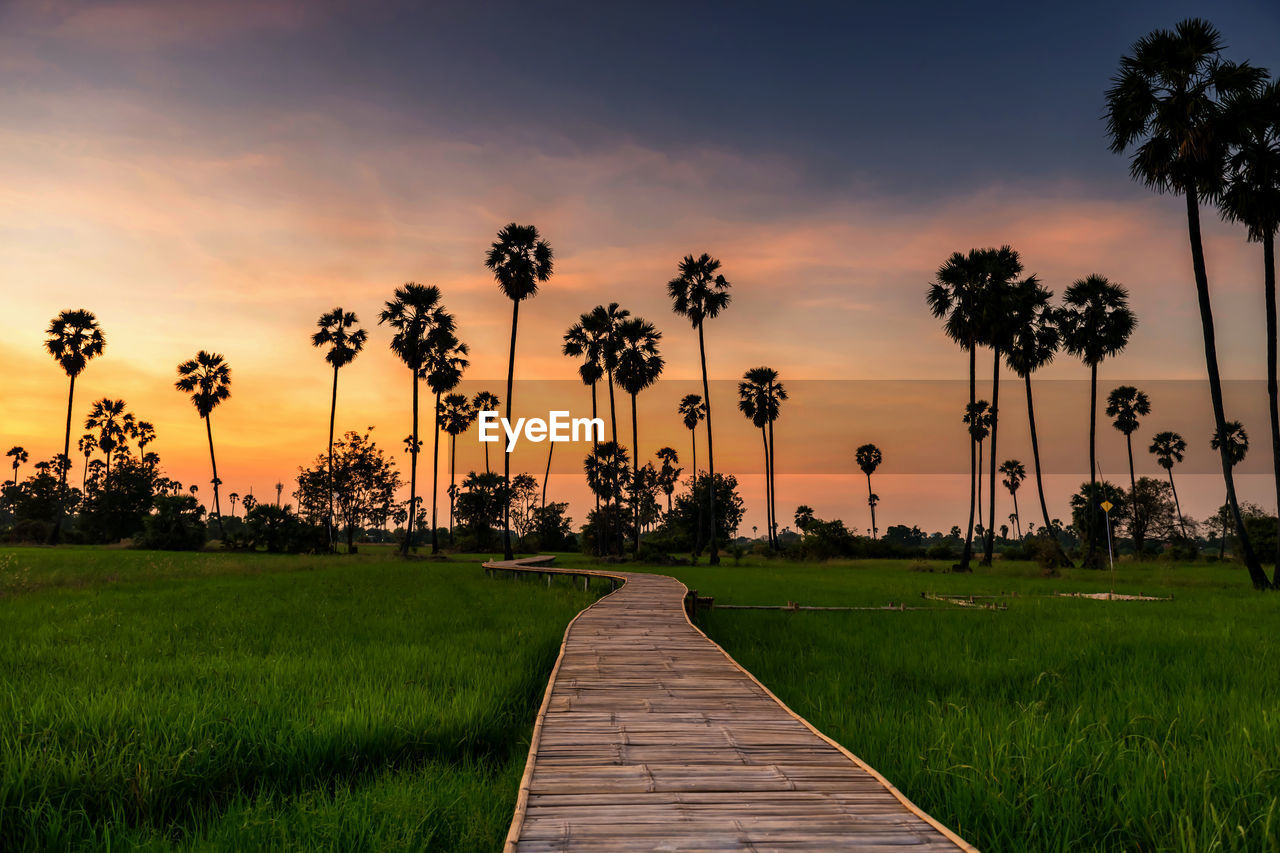 Palm trees on field against sky during sunset