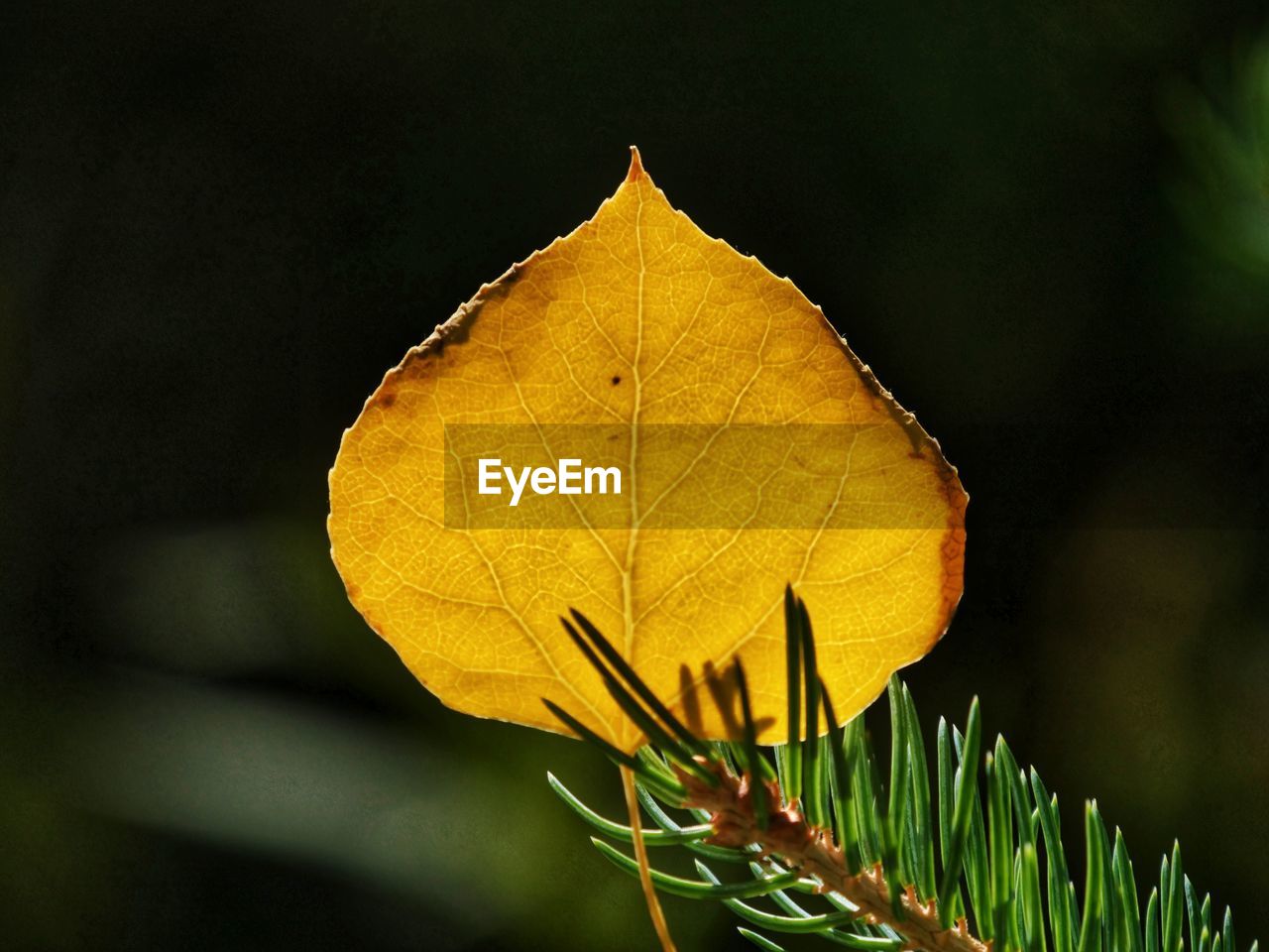 Close-up of yellow leaf against blurred background