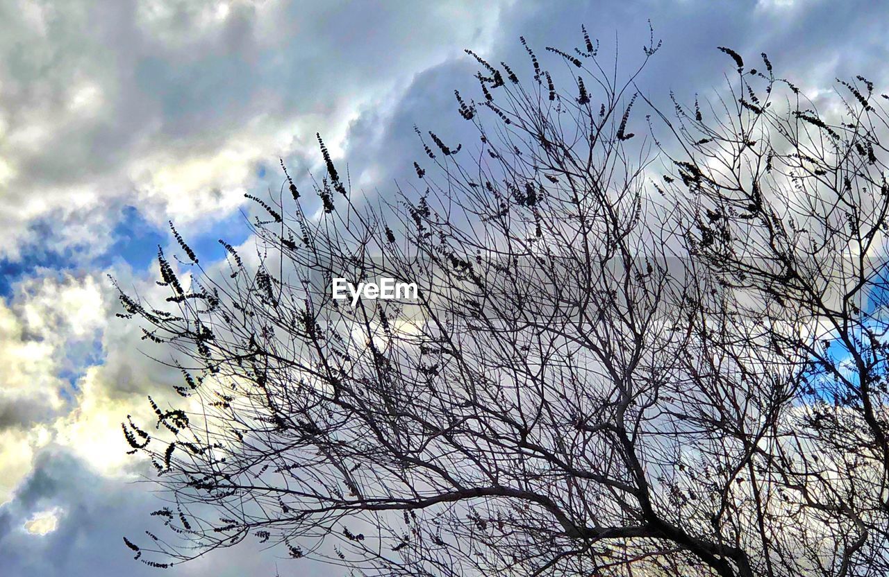 LOW ANGLE VIEW OF BIRDS FLYING AGAINST SKY