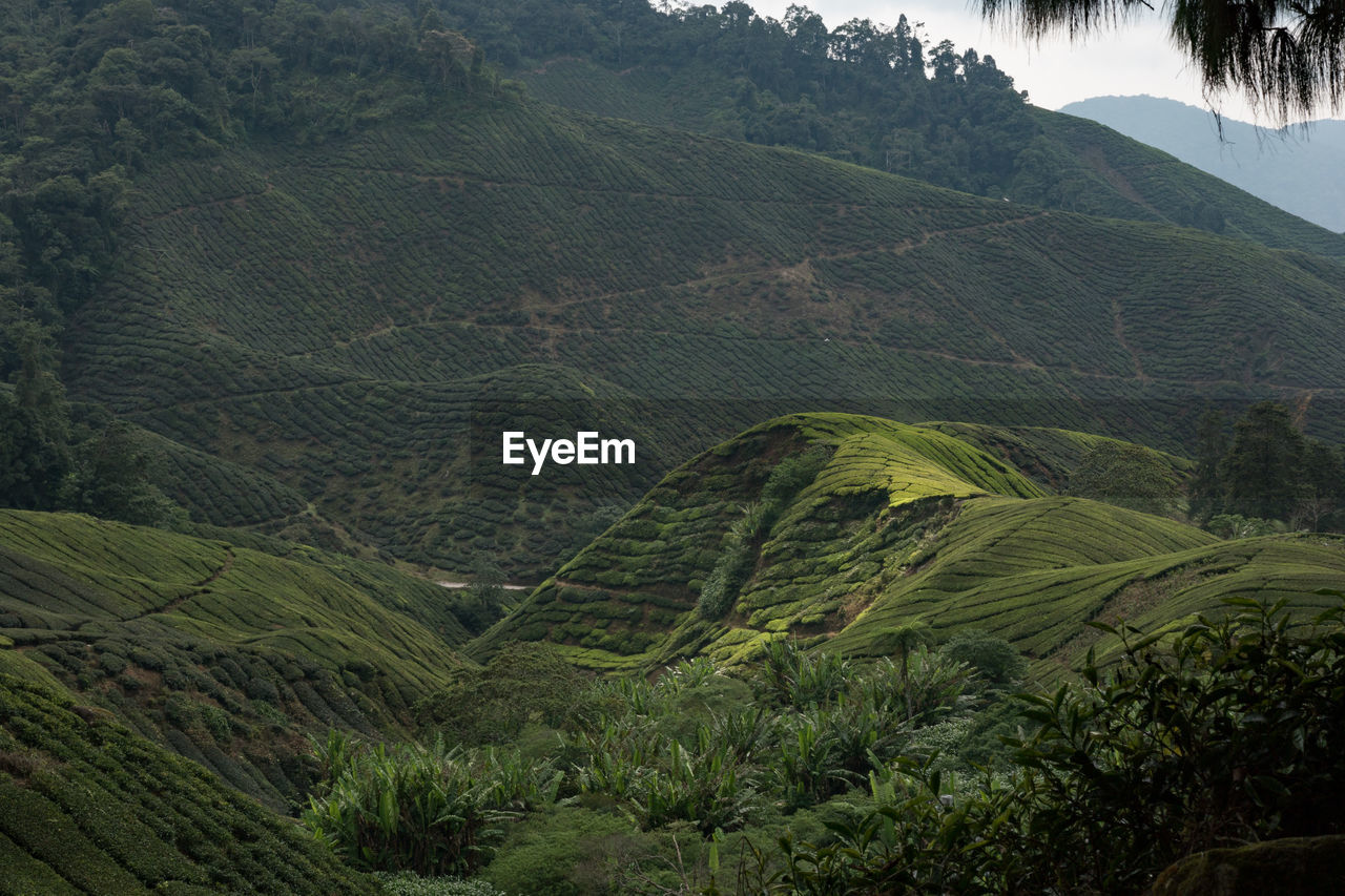 Scenic view of tea plantation in valley