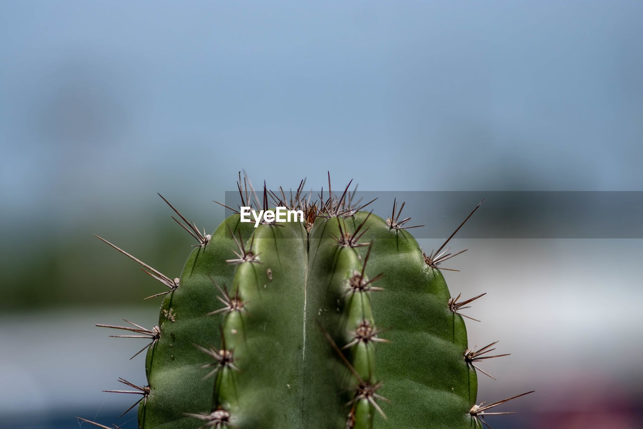 CLOSE-UP OF PRICKLY PEAR CACTUS AGAINST SKY