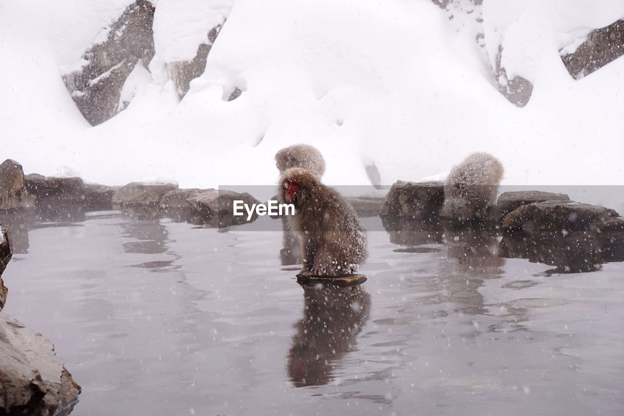 Monkey swimming in lake during winter