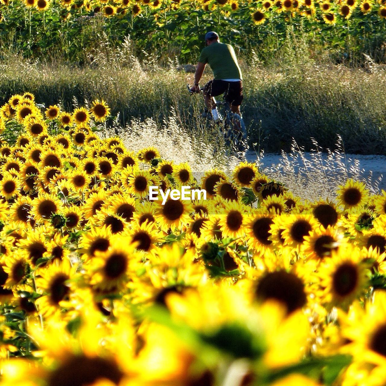 Rear view of a man bicycling with yellow flowers in foreground
